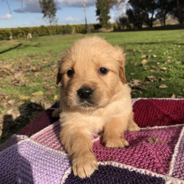 Golden Retriever Woodpark Estate
