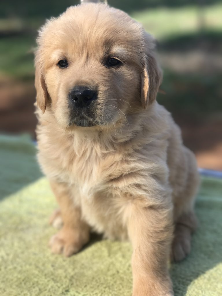 Golden Retriever Woodpark Estate