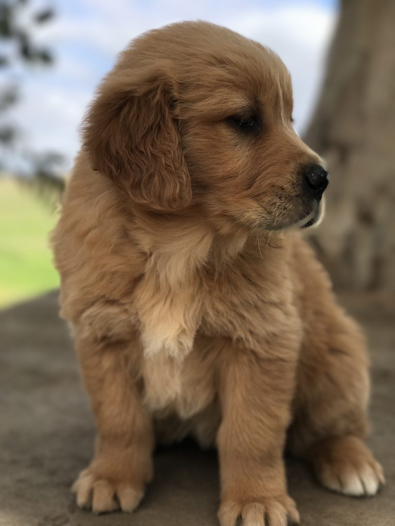 dark golden retriever breeder