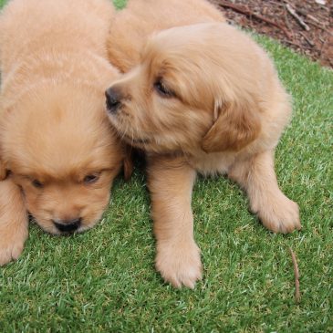 Golden Retriever Woodpark Estate