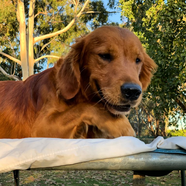 Field golden hot sale retriever puppies
