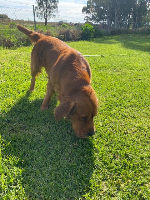 Clifford