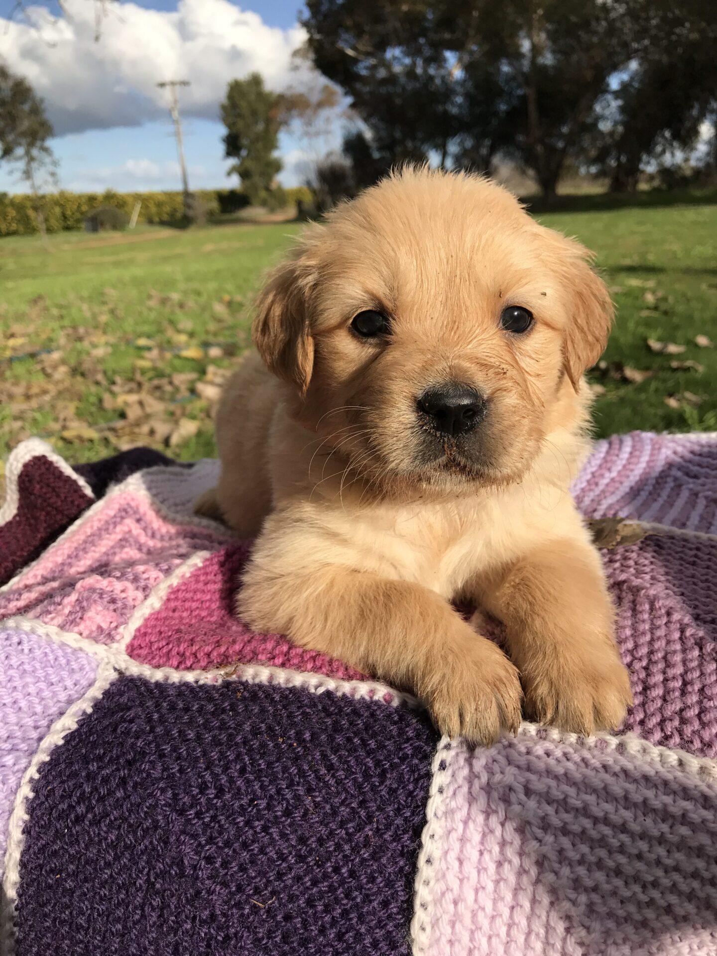 Puppies for sale - WOODPARK ESTATE