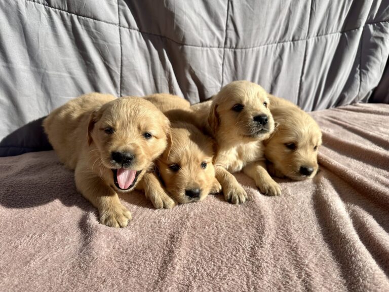 Males